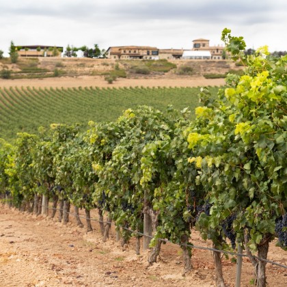 Voucher Wine tourism originated in Ribera del Duero