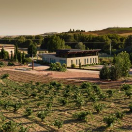 Stone et couvre l'expérience en pierres et vignobles en taureau