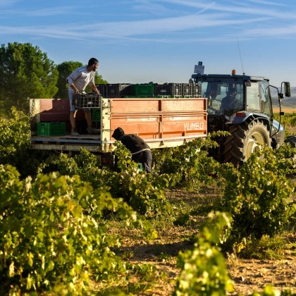 Experiencia Piedra entre Barricas en Bodegas Piedras y Viñedos en Toro