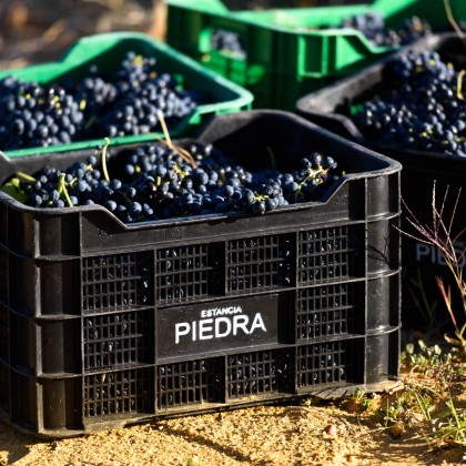 Experiencia Piedra entre Barricas en Bodegas Piedras y Viñedos en Toro