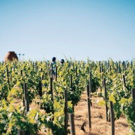 Vale Enoturismo com Visita à Adega da Casa Relvas