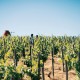 Vale Enoturismo com Visita a Bodega em Casa Relvas