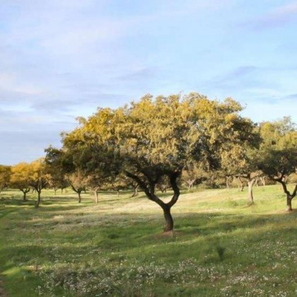 Séjour de luxe en suite avec bain thermal privé et parcours en 4x4 dans la dehesa